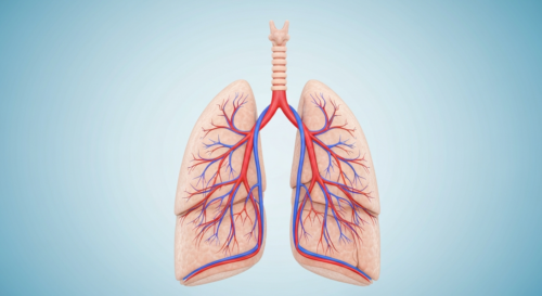 A detailed, photorealistic image of healthy human lungs with clear bronchial tubes and blood vessels, shown in a medical illustration style against a light blue background, highlighting the pulmonary