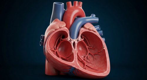 A detailed, photorealistic cross-section of a healthy human heart showing vibrant red muscle tissue, clear coronary arteries, and strong ventricles, placed on a dark blue background with soft lighting