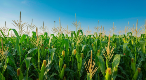 A photorealistic image of a lush green field of genetically modified maize with a clear blue sky, showing healthy plants with full cobs, symbolizing high yield and resistance to drought.