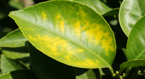 A detailed photorealistic image of a citrus tree leaf showing yellow chlorosis along the veins, with healthy green leaves in the background, natural sunlight, macro shot.
