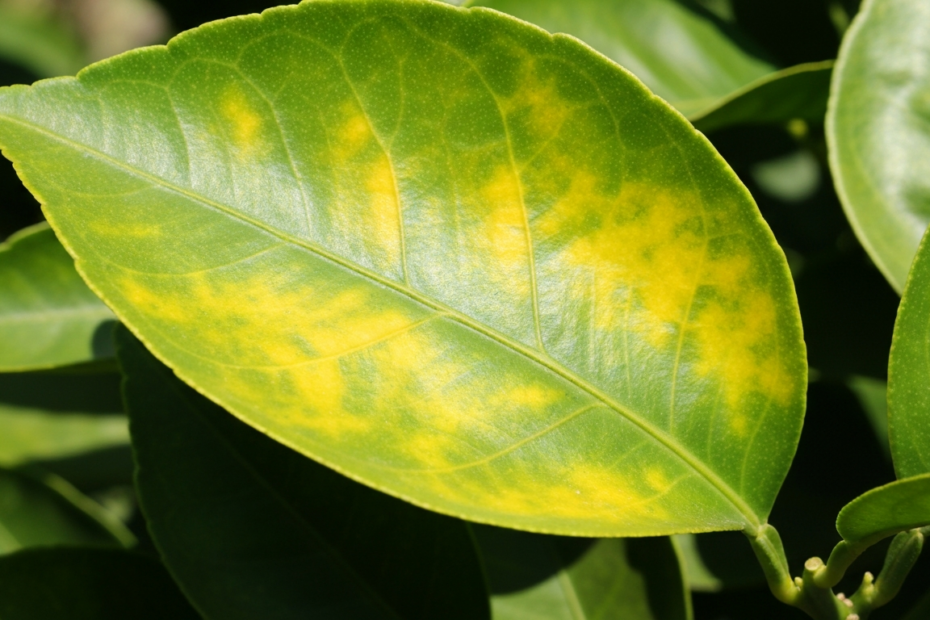 A detailed photorealistic image of a citrus tree leaf showing yellow chlorosis along the veins, with healthy green leaves in the background, natural sunlight, macro shot.