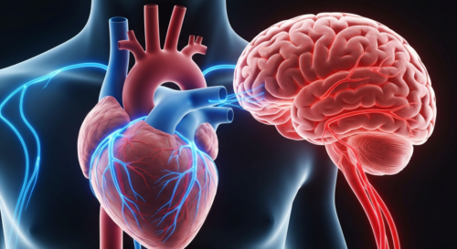 Photorealistic image of a human heart and brain connected by glowing neural and vascular pathways, symbolizing the heart-brain connection. Medical illustration style, soft blue and red tones, no text.